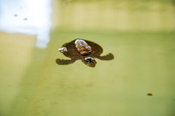 Meeresschildkröte niedlich klein Jungtier