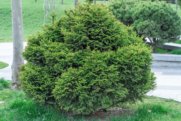 Close-up green spruce shoots in the forest. Sprout of branch coniferous tree in springtime. Young fresh spruce twig and needles. Photo wallpapers in green colors.
