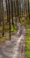 Fototapeta premium A winding dirt path cuts through the lush deciduous forest