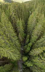 Aerial view from tree canopy level of mountain river flowing on a rocky riverbed under a dense coniferous forest. The clear freshwater is cold. Summer time, Carpathia, Romania.
 - obrazy, fototapety, plakaty