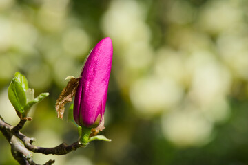 a pink magnolia bud close-up