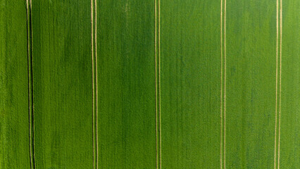 Prairie verte avec forêt avec des traces géométriques au printemps vu de haut en drone en...