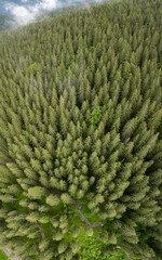 Aerial view from tree canopy level of a small stream flowing under a dense coniferous forest. The clear freshwater is cold. Rainy day, clouds mix with the spruce trees. Summer, Carpathia, Romania.
 - obrazy, fototapety, plakaty