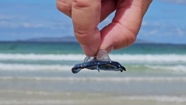 Man holding a single By The Wind Sailor Velella