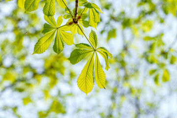 Closeup of tree twig with green leaves against blue sky