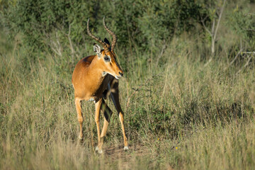 An impala ram in rutting season, looking around alertly for the ladies and predator danger in a grassy and bushy environment in a game reserve in South Africa.