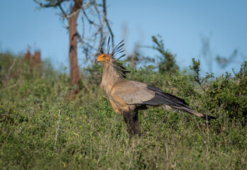 A secretary bird, a predatory and iconic bird of Africa, pauses in its hunt for insects and snakes...