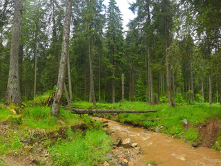 A muddy torrent flows through a coniferous forest. Rainy day, the waters are brown and muddy. Summer time, the woodland bursts with green color. Carpathia, Romania, Cindrel Massif