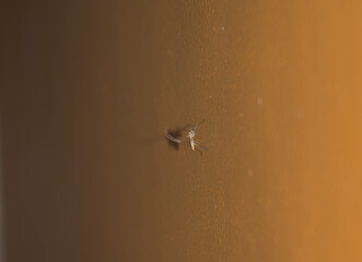 Mosquito on wall resting. Closeup.