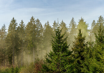 Fototapeta na wymiar Pollen Flight Larch trees and shrubs in foggy forest under blue sky
