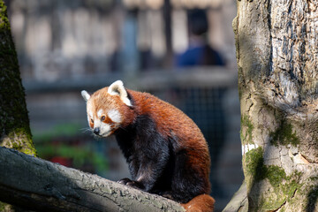 Fototapeta premium RED PANDA (AILURUS FULGENS)
