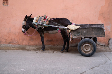 harnessed mule, donkey, traditional mule-drawn cart, use non-motorized means goods transportation, exotic street scene, Morocco
