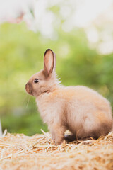 cute animal pet rabbit or bunny white or brown color smiling and laughing with copy space for easter in natural background for easter celebration