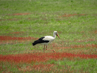 A white stork looking for prey in an agricultural field. Red flowers grow through the green grass,