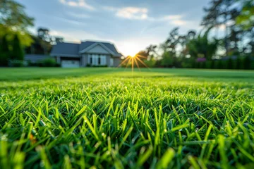 Crédence de cuisine en verre imprimé Vert-citron Vibrant green grass field with a residential backdrop bathed in the warm golden light of sunset