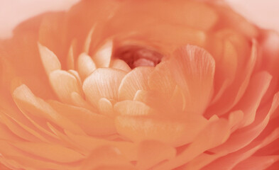 Nahaufnahme von den Blütenblättern einer Rose oder Ranunkel in Peach Fuzz
