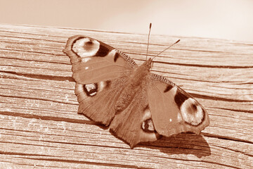 Ein Schmetterling, ein Tagpfauenauge auf Holzuntergrund in Peach Fuzz
