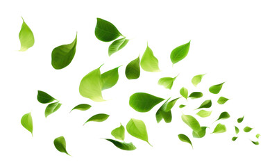PNG Green leaves backgrounds plant leaf