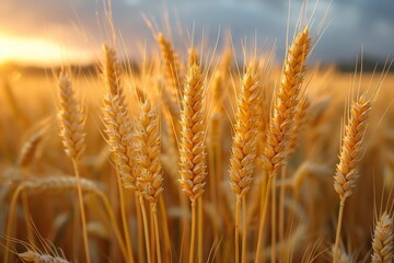 Close-up shot of ripe wheat ears with the warm glow of the sunrise in the backdrop, symbolizing agriculture and harvest