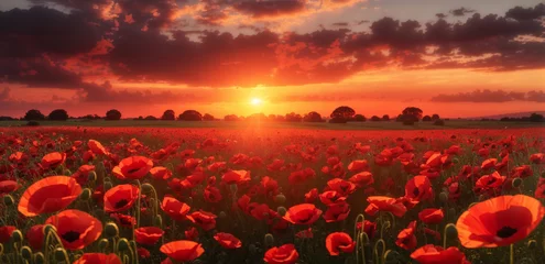 Zelfklevend Fotobehang tulip field at sunset © Muhammad