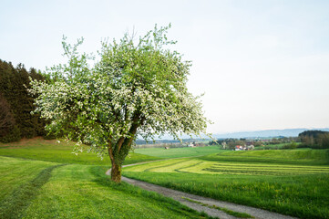 Green meadows in blooms, pringtime in Bavaria, Germany