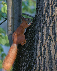 Obraz premium squirrel on tree