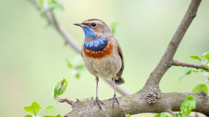 robin perched on a branch