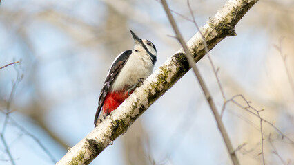 great spotted woodpecker on branch