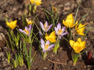 Fototapeta premium crocuses in the garden in spring