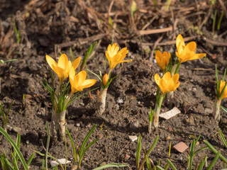 yellow crocuses in the garden in spring