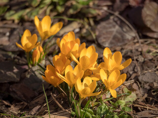 yellow crocuses in spring