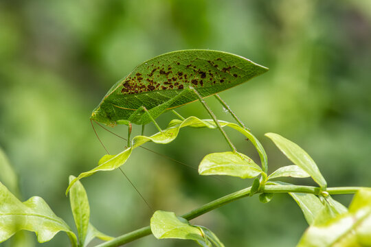 Green bush cricket, katydid or long-horned grasshopper (insect family Tettigoniidae) attached to a tree leaf, possibly a green leaf mimic katydid.