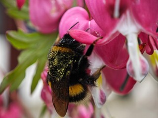 Hummel an rosa Blüte mit Pollen