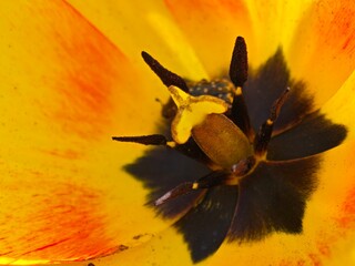 Blütenstaub auf Staubblatt im Frühling