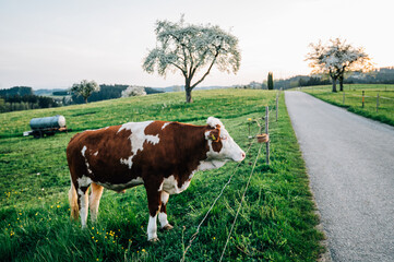 Farm Cow farm, Agriculture animal, organic farm countryside