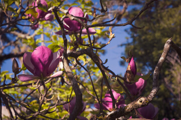 magnolia in fiore
