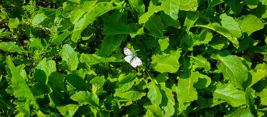 A small white butterfly sits on green leaves.