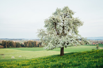Pear tree blossoms, beautiful spring landscape
