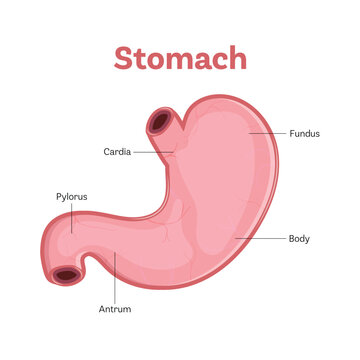 human stomach. Stomach anatomy labeled flat vector illustration on white background