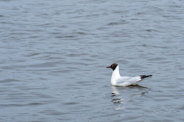 Black-headed gull swims on water close-up. Bird of common gull sway on waves of river. Rivergull chroicocephalus ridibundus in wild nature on lake. Birdlife family laridae. Freedom concept.
