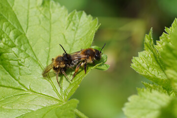 Naklejka premium Male and female Grey-gastered Mining Bee, Andrena tibialis. Family mining bees, Andrenidae. Mating. On leaves of the shrub jostaberry (Ribes × nidigrolaria). Dutch garden, Spring, April.