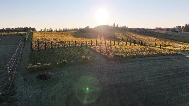 Aerial: The Golden Hour Casts A Serene Glow Over The Rolling Vineyard, Where Rows Of Grapevines Create A Rhythmic Pattern Across The Tranquil Rural Landscape. - Sherwood, Oregon