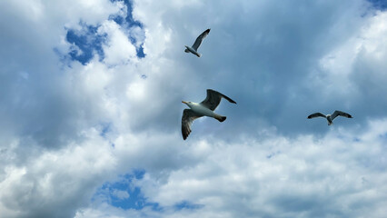 Soaring seagulls in a cloudy sky on a cloudy day.