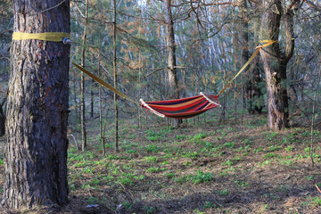 hammock in pine  forest