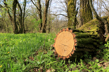 oak stump in forest