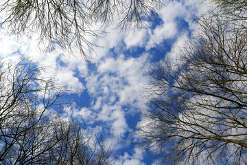 tree's  top on spring sky background