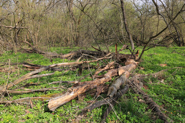 old wood in spring forest - 785596448