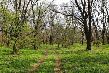 pathway in spring forest - 785596450