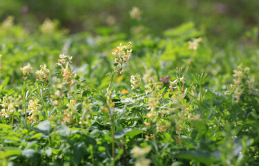 spring wild flowers meadow - 785596461