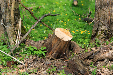 wooden stump in forest